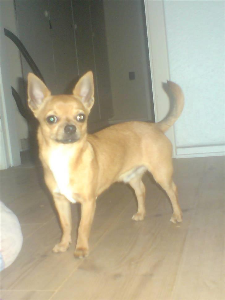 Chihuahua Casper billede 7