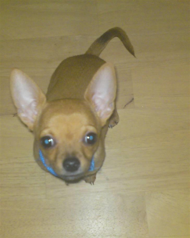 Chihuahua Casper - Er jeg ikke bare kær.. Snak nu med mig.  billede 13