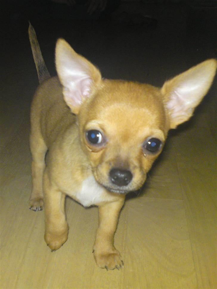 Chihuahua Casper - Her er jeg på eventyr hos min nye familie.  billede 14