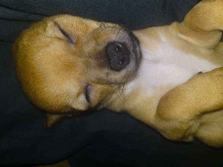 Chihuahua Casper - Ja jeg elsker at nyde en go lur, og blive nusset i søvn.  billede 15