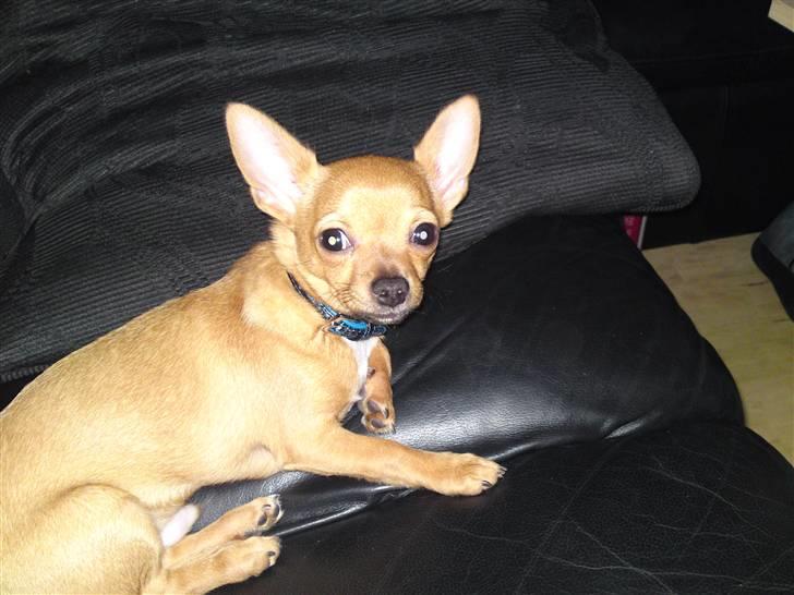 Chihuahua Casper - Bustet.. Troede lige skal vi spise nu. februar billede 16