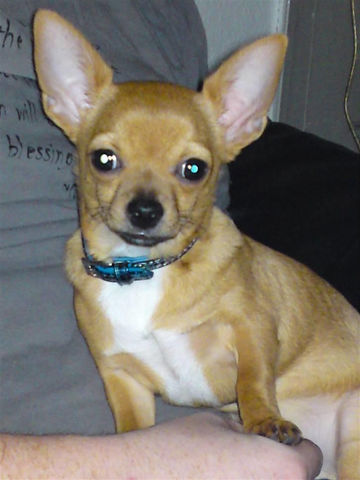 Chihuahua Casper - Så igen.. Smile til fotografen.. fra januar 2010 billede 17