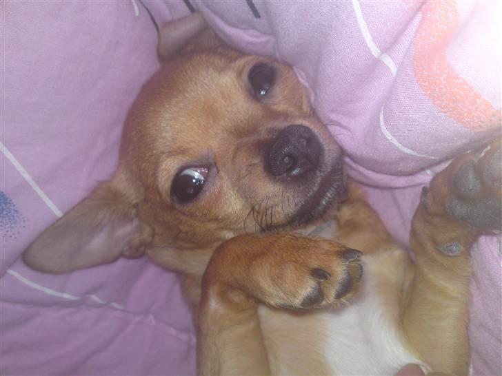 Chihuahua Casper - Mig som lille..  billede 18