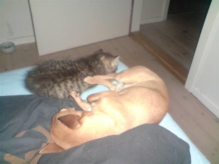 Chihuahua Casper - En Lille lur er altid godt, med min ven Anthon billede 19