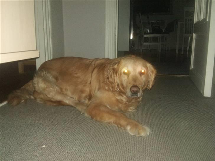 Golden retriever Chilli - Chilli  billede 16