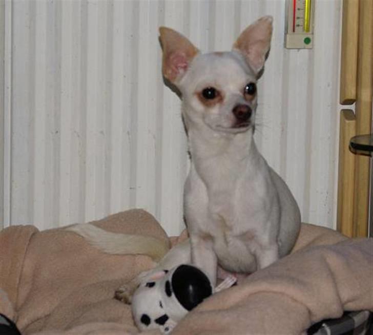 Chihuahua | Bob billede 4