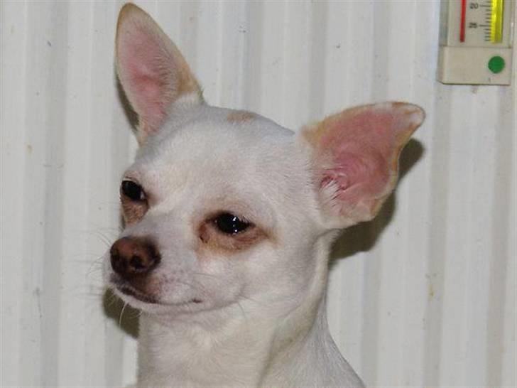 Chihuahua | Bob billede 5