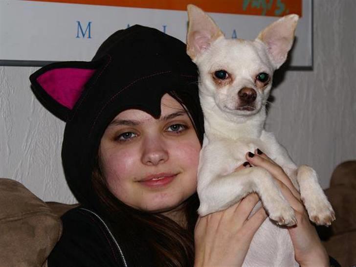 Chihuahua | Bob billede 6