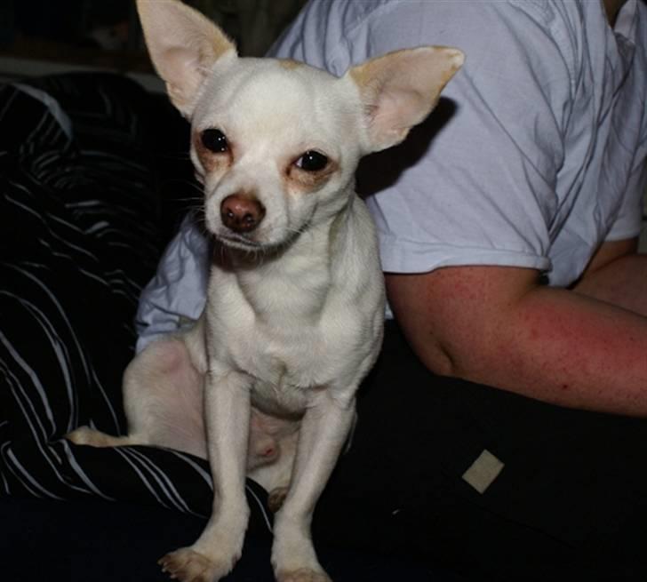 Chihuahua | Bob billede 7