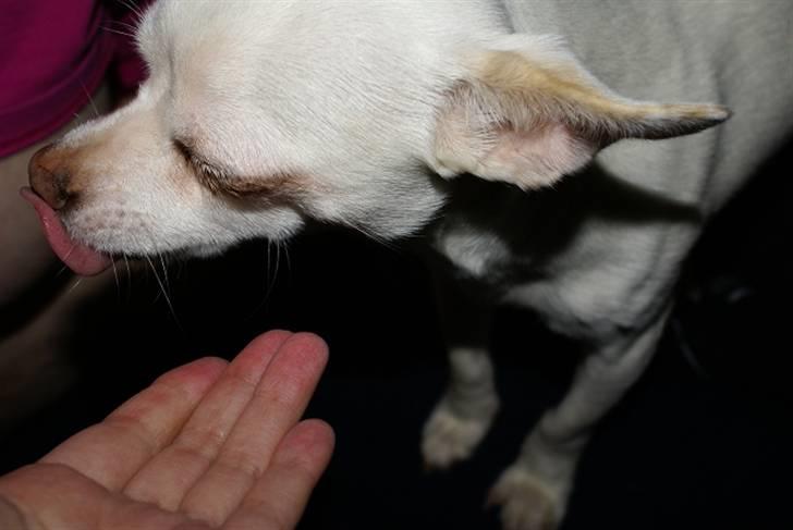 Chihuahua | Bob billede 8