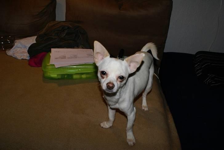 Chihuahua | Bob billede 9