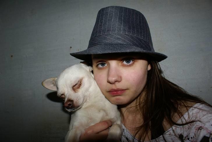 Chihuahua | Bob billede 10