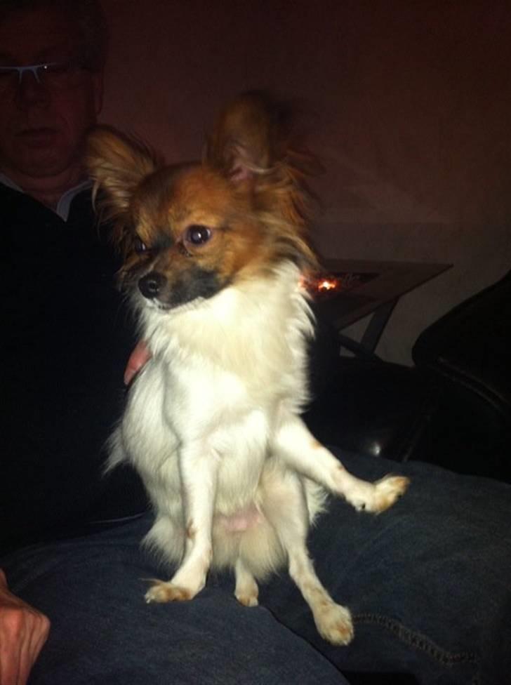 Blanding af racer Cookie billede 9