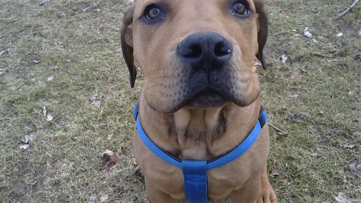 Blanding af racer Chuck billede 7