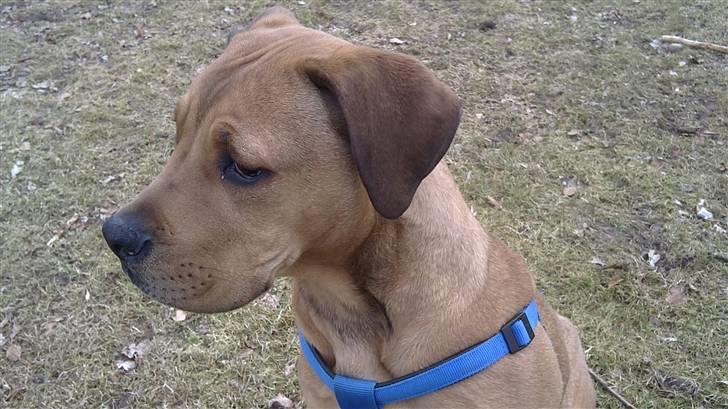 Blanding af racer Chuck billede 8