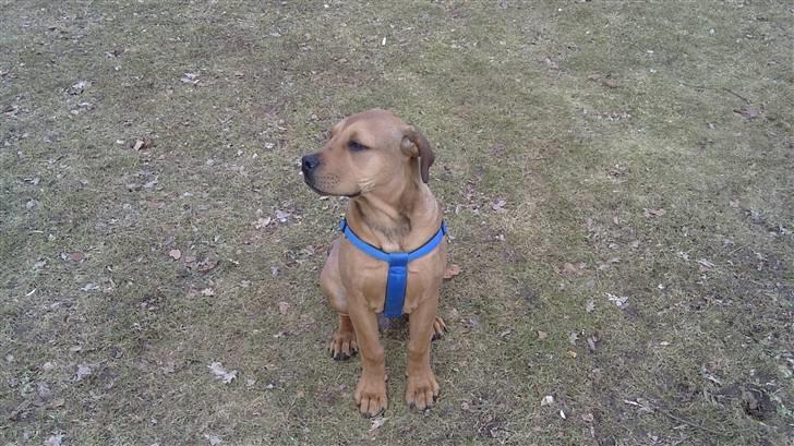 Blanding af racer Chuck billede 9