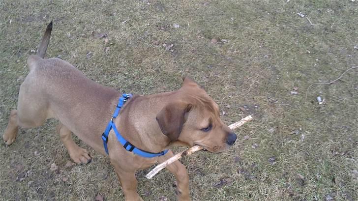 Blanding af racer Chuck billede 10