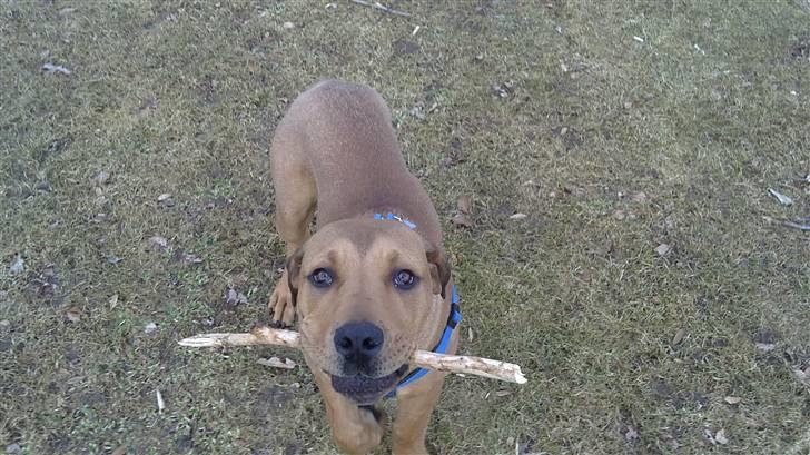 Blanding af racer Chuck billede 11