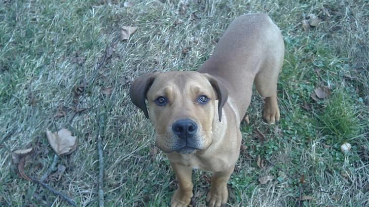 Blanding af racer Chuck billede 12