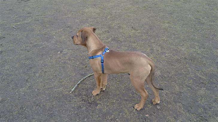 Blanding af racer Chuck billede 13