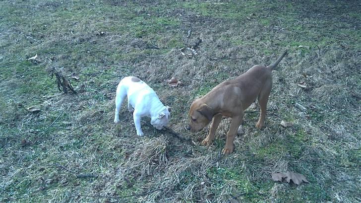 Blanding af racer Chuck billede 14