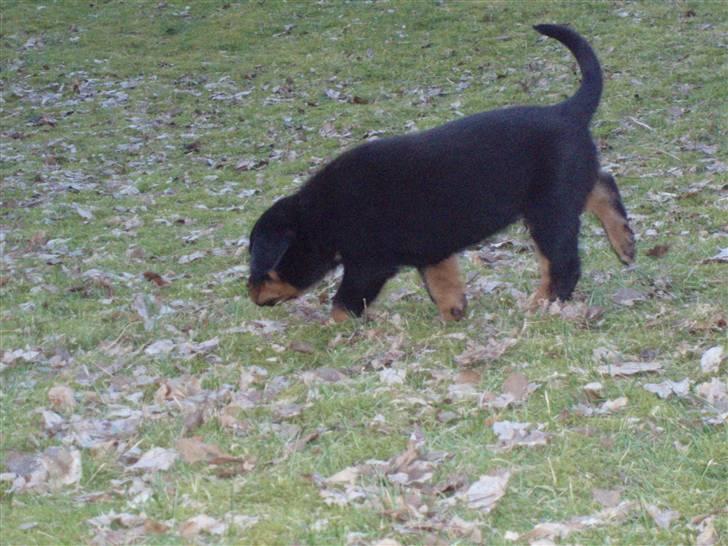 Rottweiler VomHauseDestenyCasanova billede 9