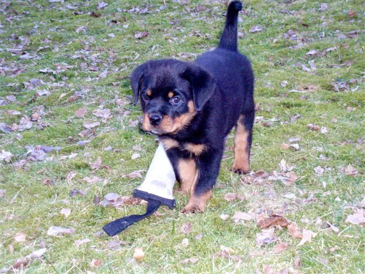 Rottweiler VomHauseDestenyCasanova billede 10
