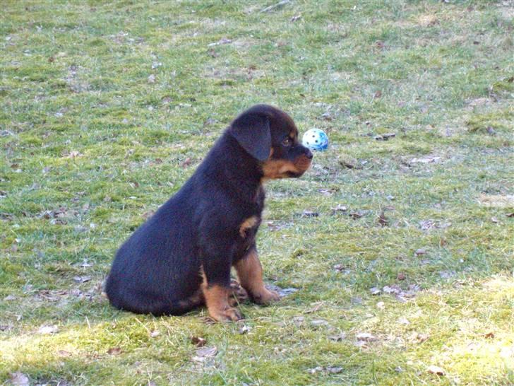 Rottweiler VomHauseDestenyCasanova billede 11