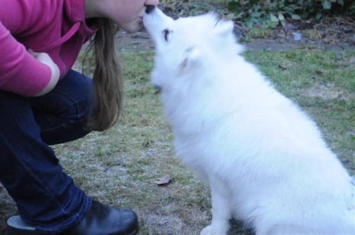 Japansk spids Masaru Prins Of Victory billede 16