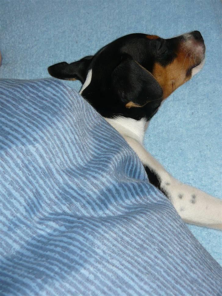 Dansk svensk gaardhund Moustgaard Havana billede 11