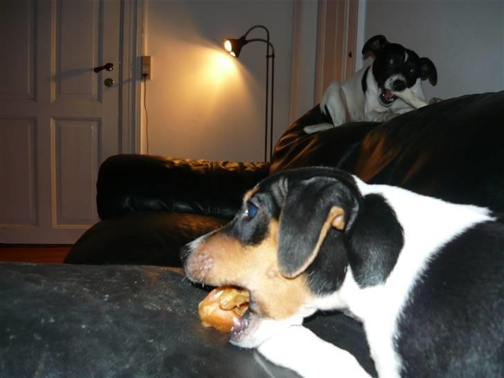 Dansk svensk gaardhund Moustgaard Havana billede 12