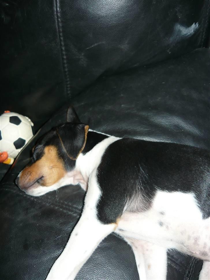 Dansk svensk gaardhund Moustgaard Havana billede 13