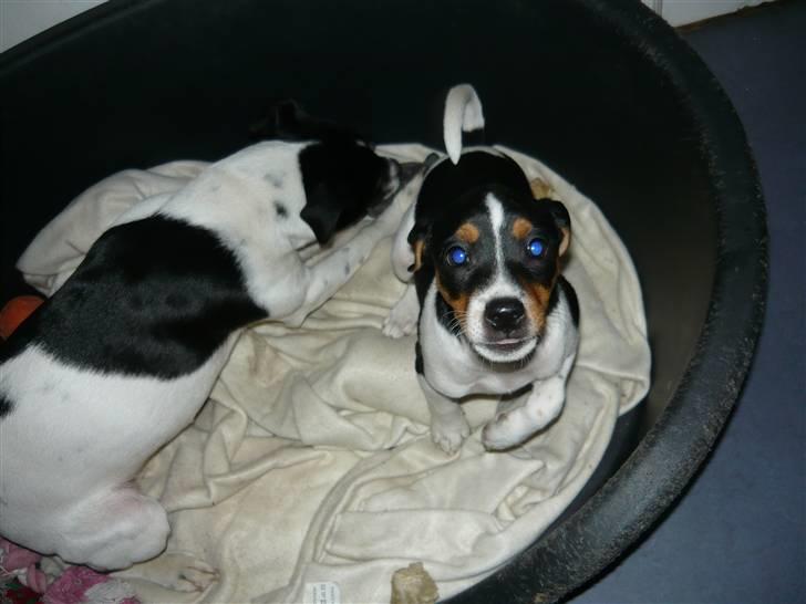 Dansk svensk gaardhund Moustgaard Havana billede 14