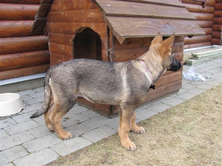 Schæferhund Hedegård's Quarla. billede 3