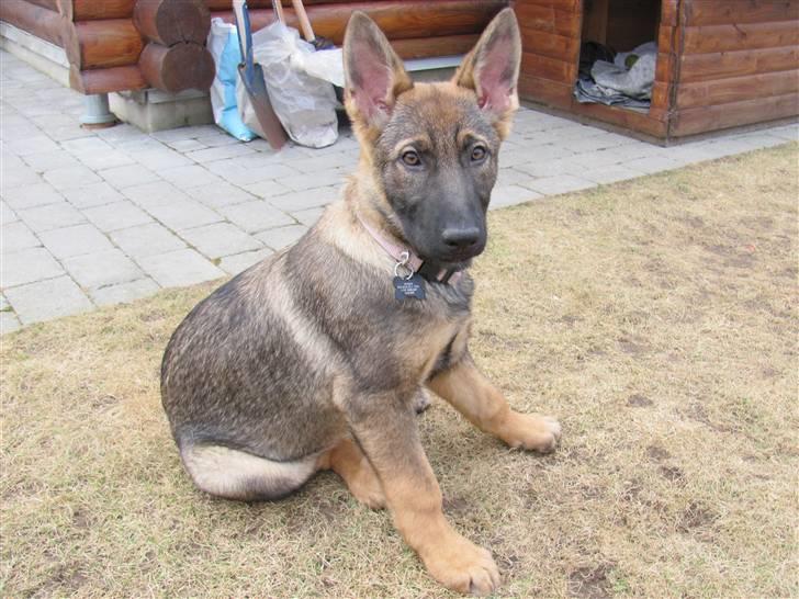 Schæferhund Hedegård's Quarla. billede 4