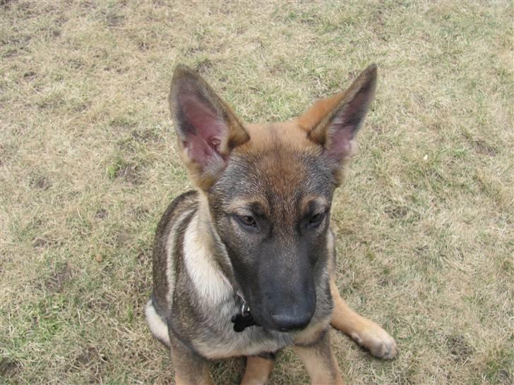 Schæferhund Hedegård's Quarla. billede 5