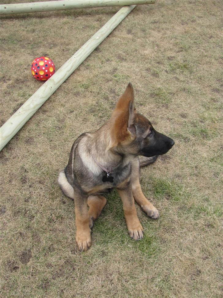 Schæferhund Hedegård's Quarla. billede 6