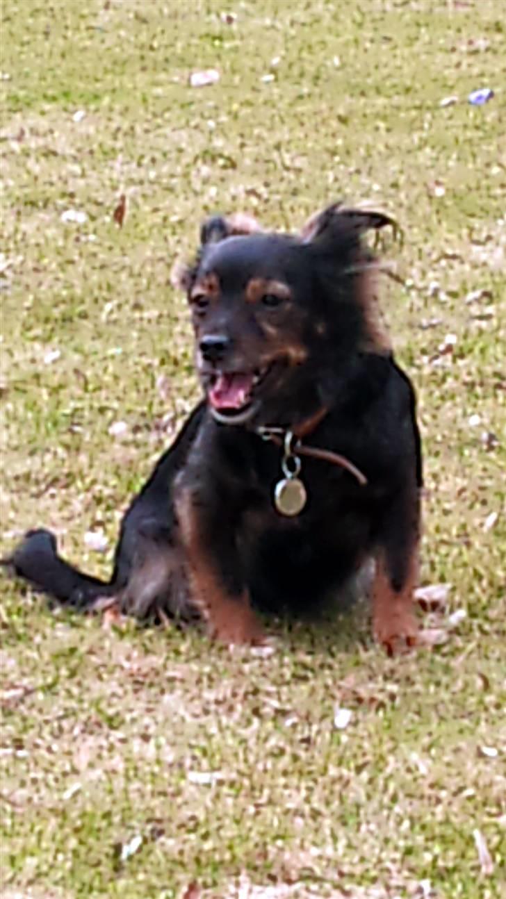 Blanding af racer Freya billede 6