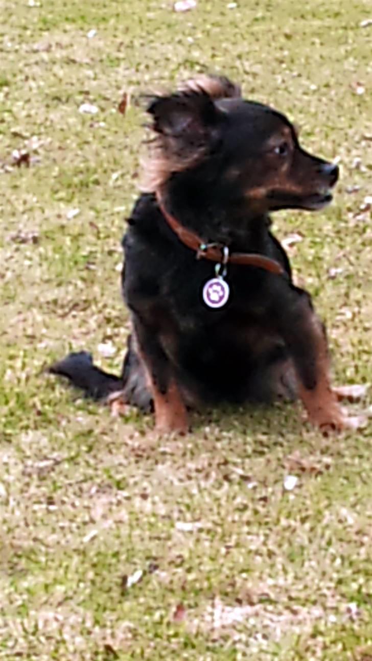 Blanding af racer Freya billede 7