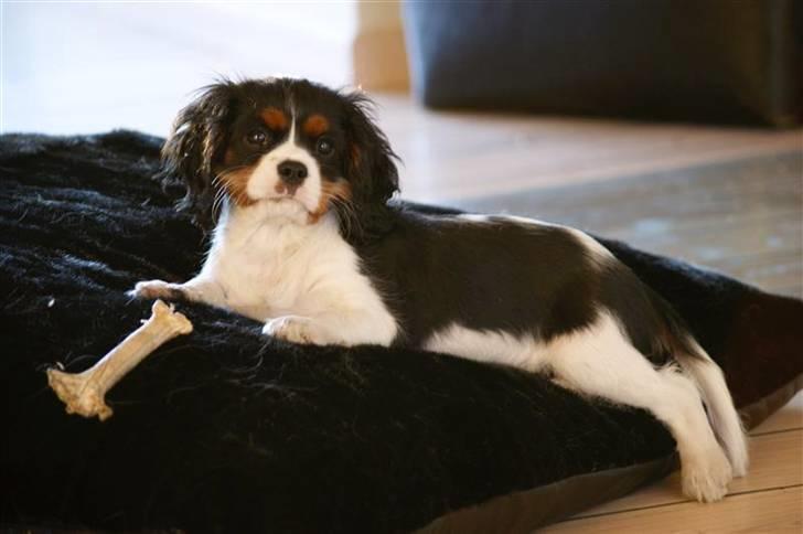 Cavalier king charles spaniel Luna - 13 uger billede 15