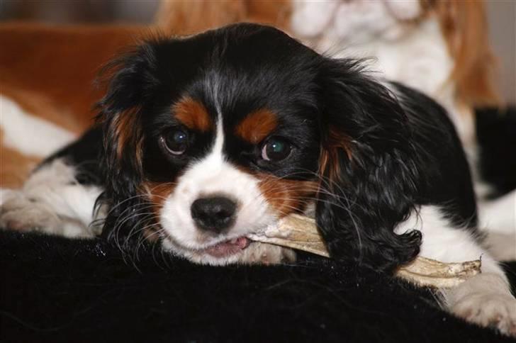 Cavalier king charles spaniel Luna - 13 uger billede 16