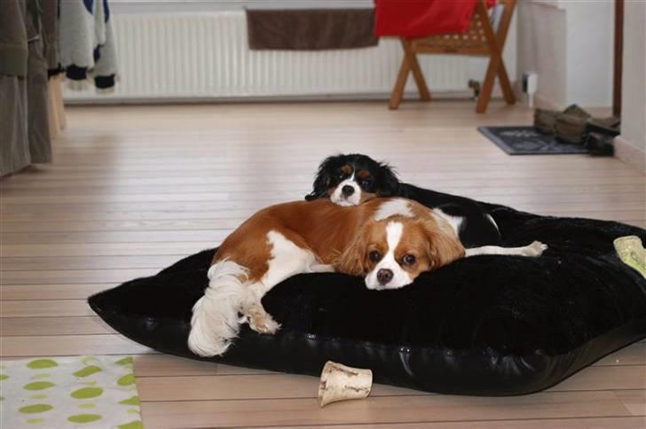 Cavalier king charles spaniel Luna billede 17