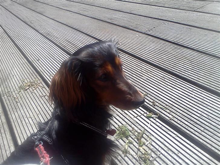 Dværggravhund Noah billede 15