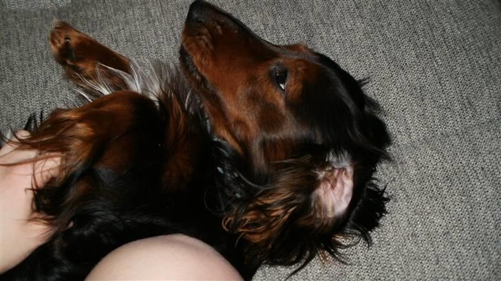 Dværggravhund Noah billede 16