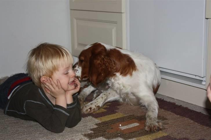 Welsh springer spaniel Flicka † billede 7