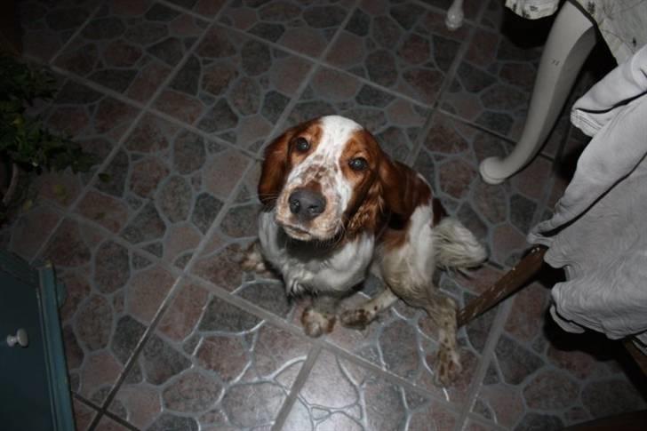 Welsh springer spaniel Flicka † billede 10