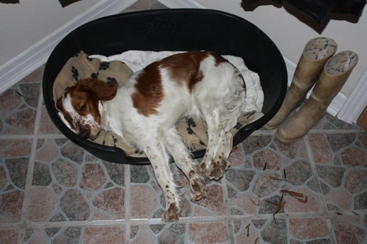 Welsh springer spaniel Flicka † billede 8