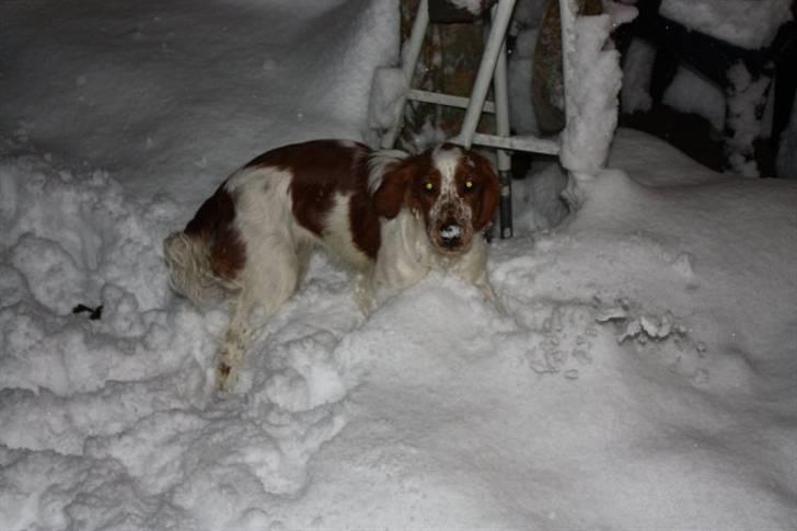 Welsh springer spaniel Flicka † billede 11
