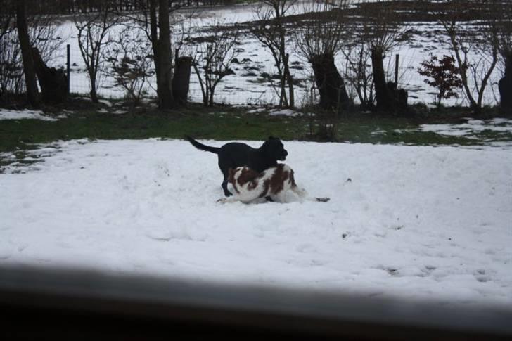 Welsh springer spaniel Flicka † billede 14