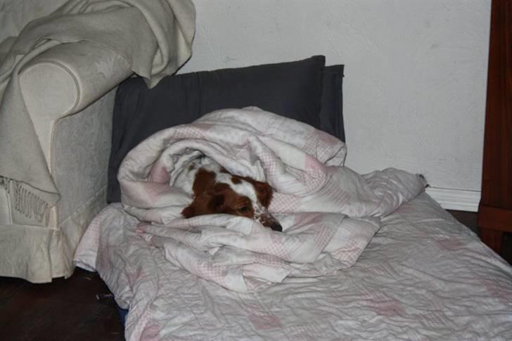 Welsh springer spaniel Flicka † billede 17